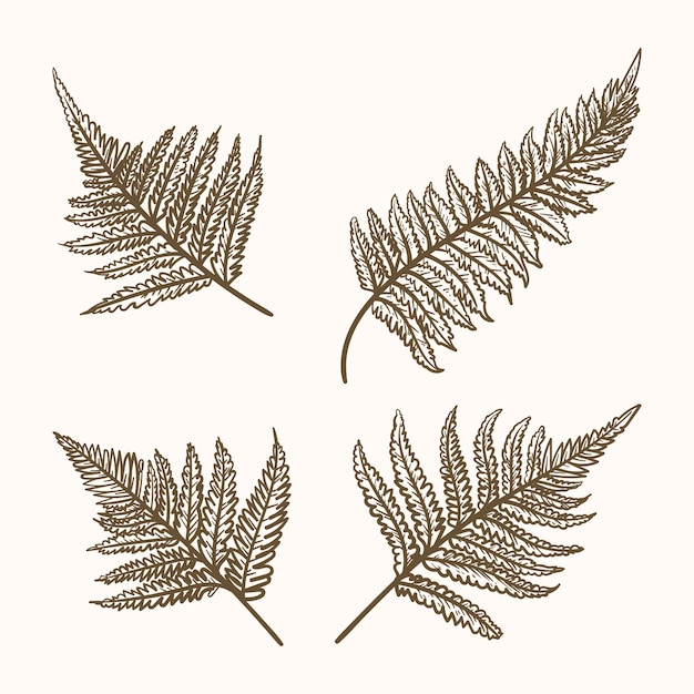 Free Vector hand drawn fern drawing illustration