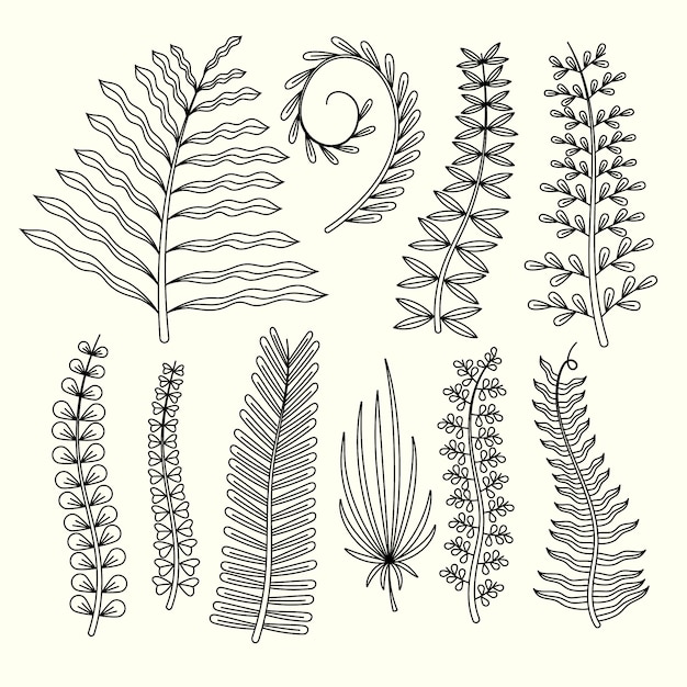 Free vector hand drawn fern drawing illustration