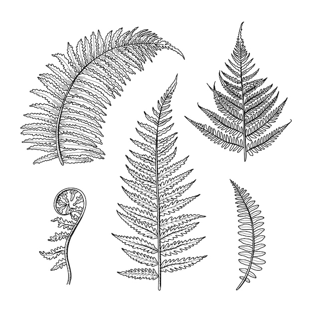 Free Vector hand drawn fern drawing illustration