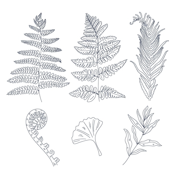 Free Vector hand drawn fern outline illustration