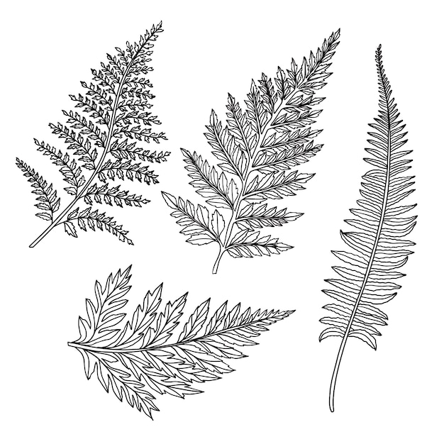 Free Vector hand drawn fern outline illustration