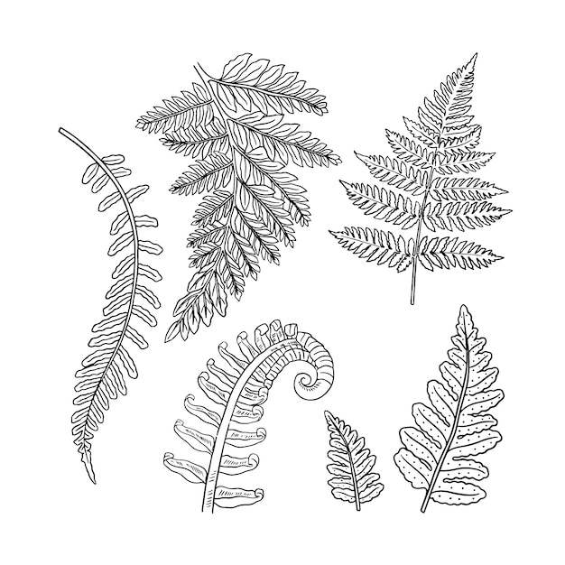 Free vector hand drawn fern outline illustration