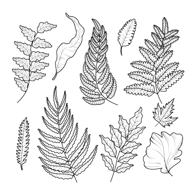 Free Vector hand drawn fern outline illustration