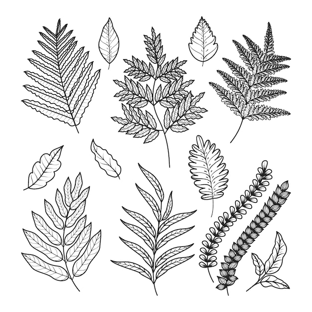 Free Vector hand drawn fern outline illustration