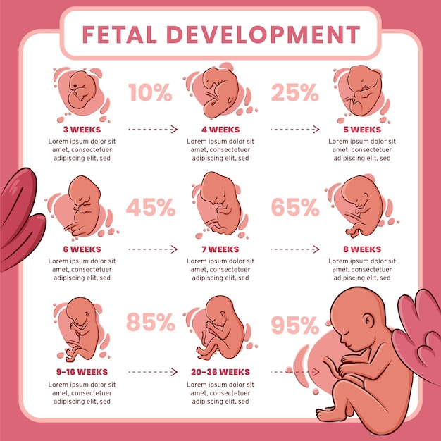 Free Vector hand drawn fetal development infographic