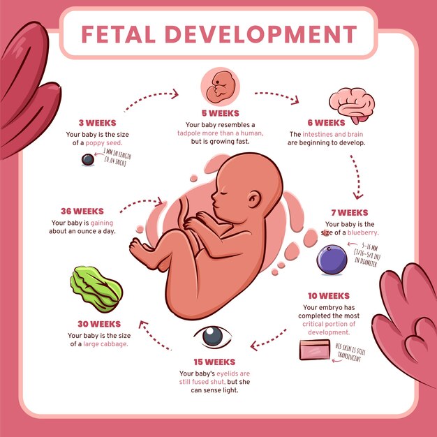 Hand drawn fetal development infographic