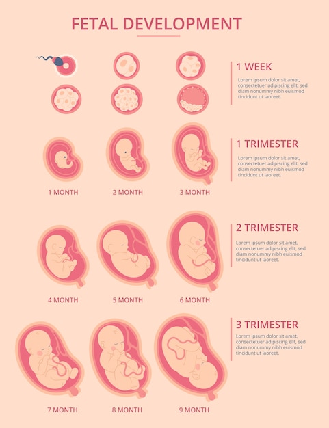 Hand drawn fetal development infographic