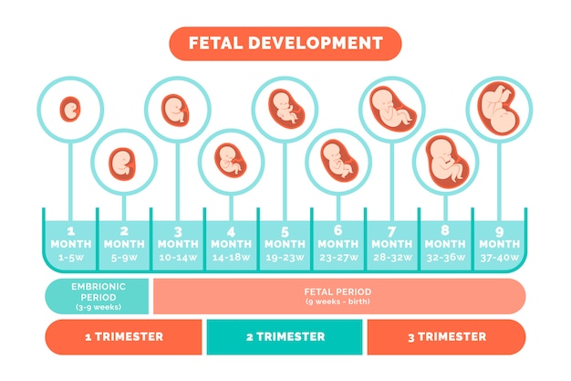 Free vector hand drawn fetal development infographic