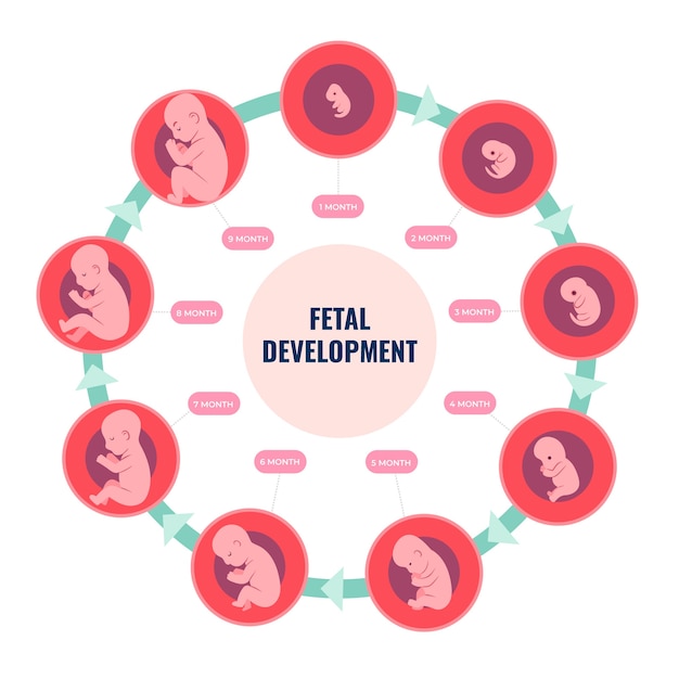 Free Vector hand drawn fetal development infographic