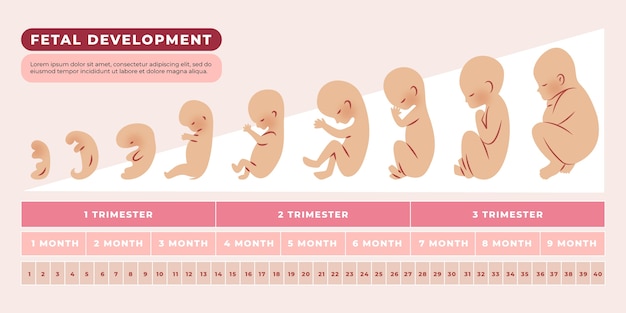 Hand drawn fetal development infographic