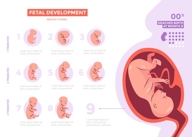 Hand drawn fetal development infographic