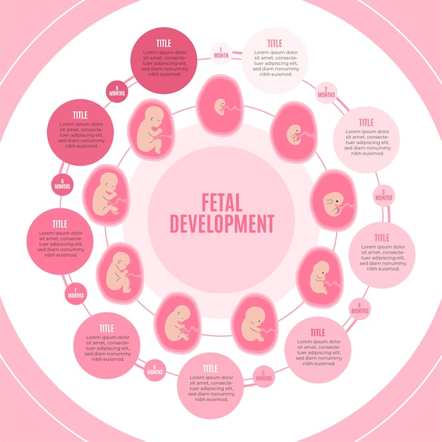 Hand drawn fetal development infographic