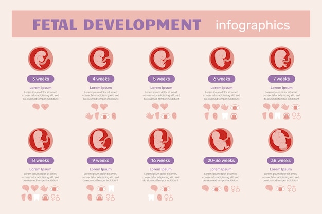 Free vector hand drawn fetal development infographic