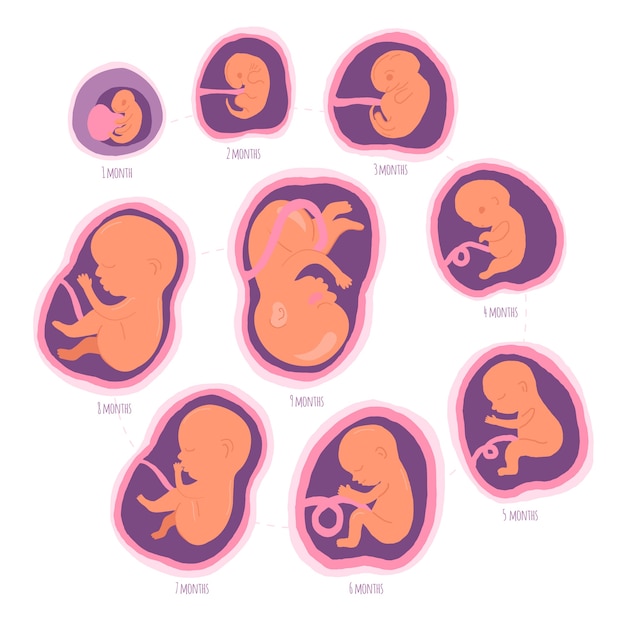 Free vector hand drawn fetal development set