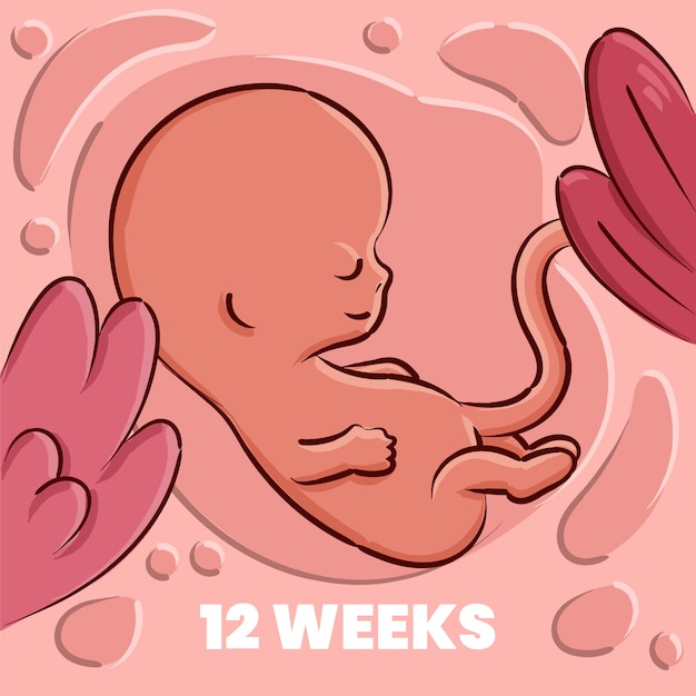 Hand drawn fetus illustration