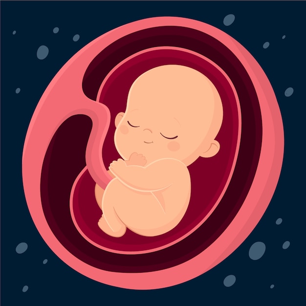 Hand drawn fetus illustration