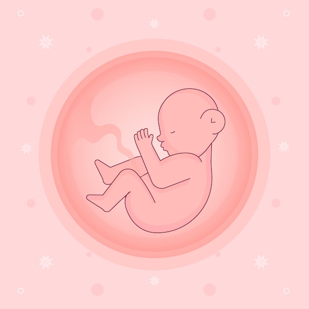 Free Vector hand drawn fetus illustration