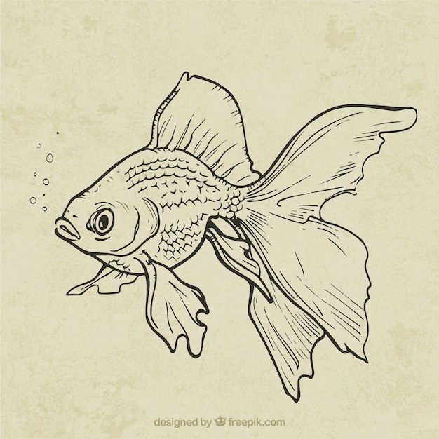 Hand drawn fish