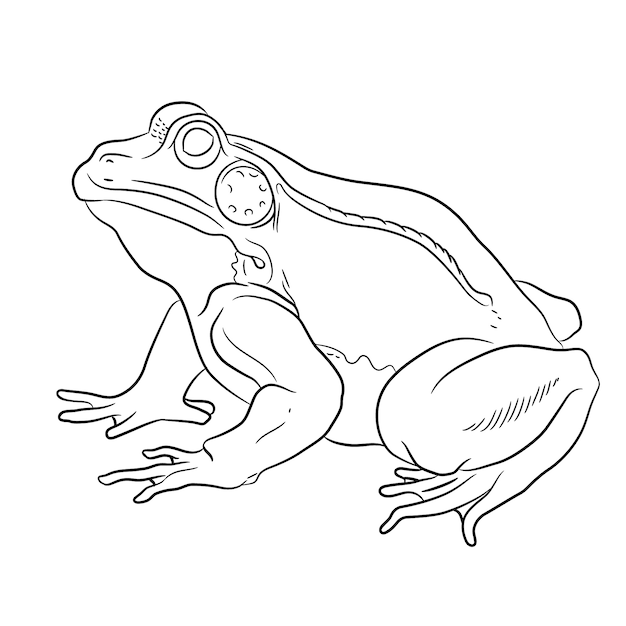 Hand drawn flat design frog outline