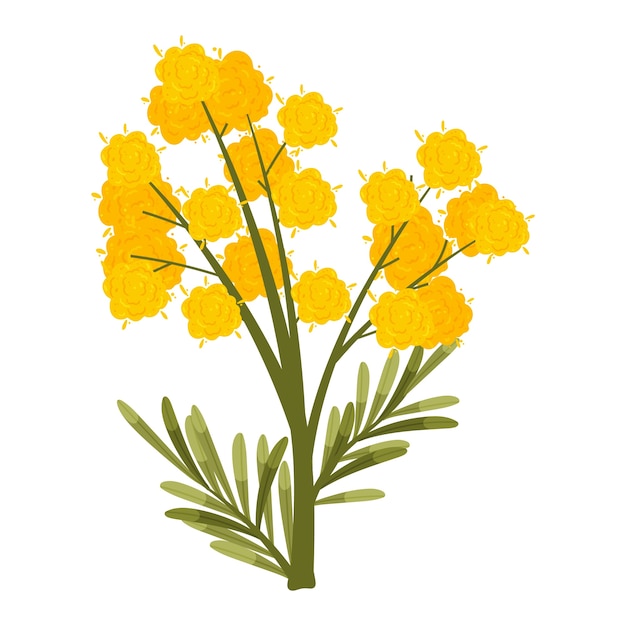 Free vector hand drawn flat design mimosa illustration