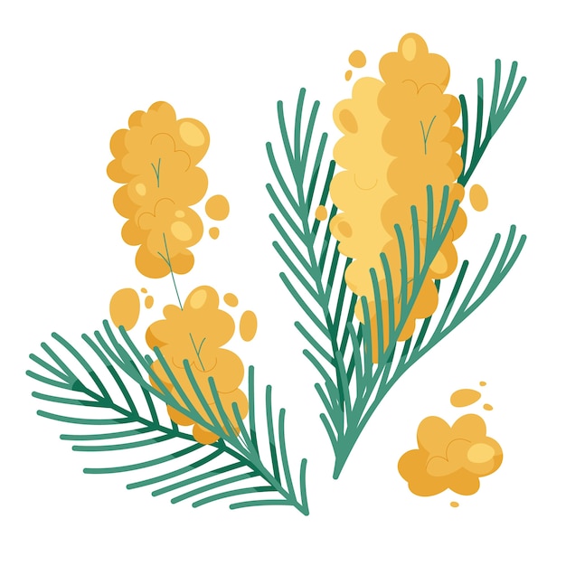 Hand drawn flat design mimosa illustration