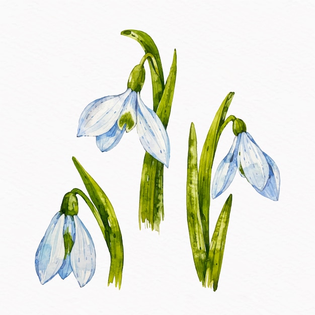 Free Vector hand drawn flat design snowdrop illustration