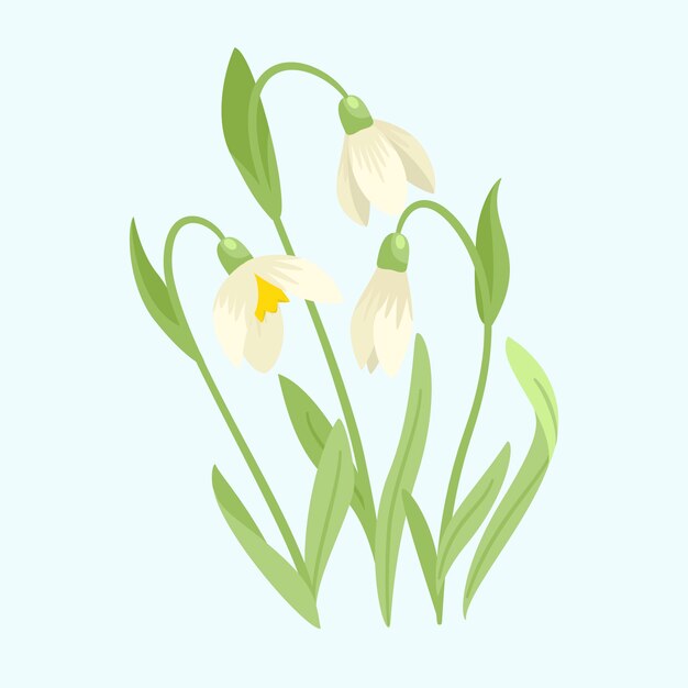 Hand drawn flat design snowdrop