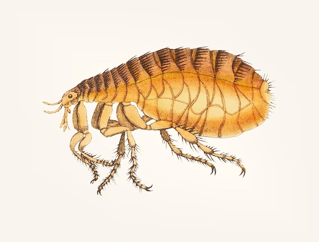 Free vector hand drawn of flea