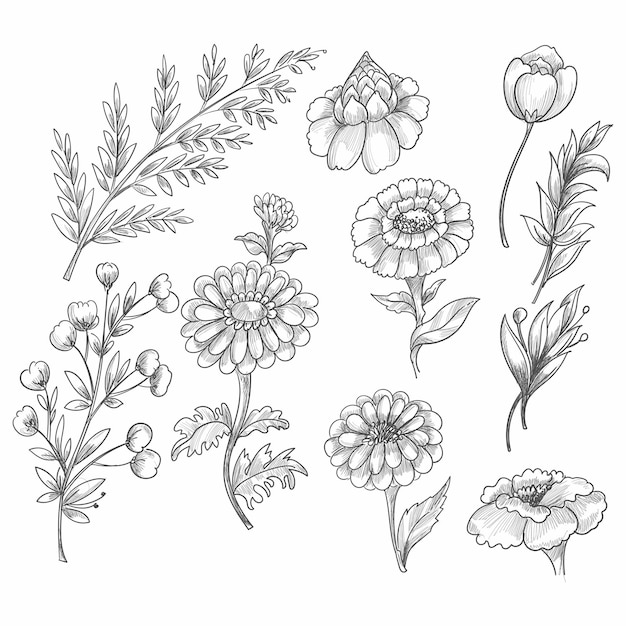 Hand drawn floral decorative set elements