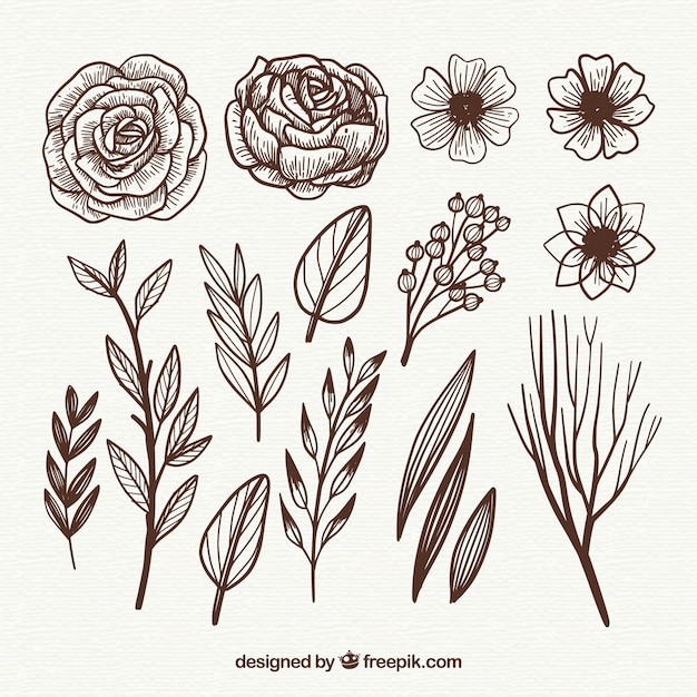 Free Vector hand drawn floral elements with sketchy style