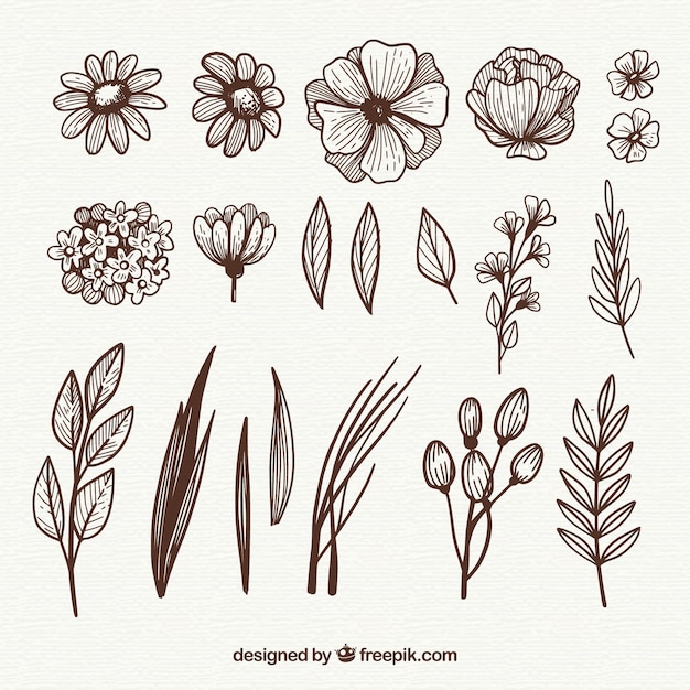 Free Vector hand drawn floral elements with sketchy style