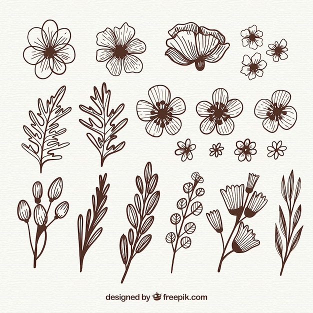 Hand drawn floral elements with sketchy style