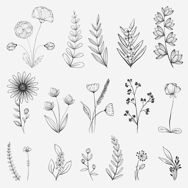 Hand drawn flower collection illustration