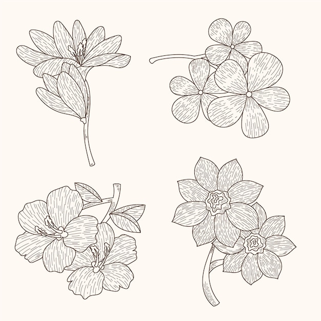 Free Vector hand drawn flower collection