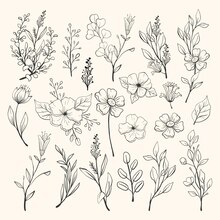 flower illustrations