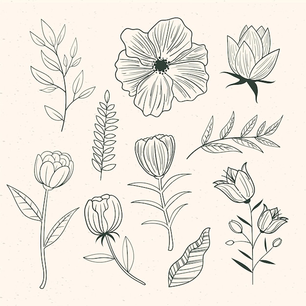 Hand drawn flower collection