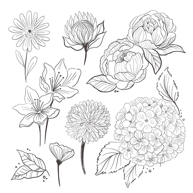 Free Vector hand drawn flower collection