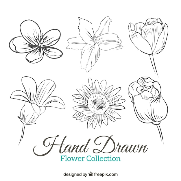 Hand-drawn flower selection