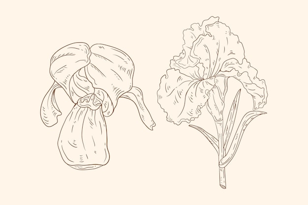 Free Vector hand drawn flowers outline