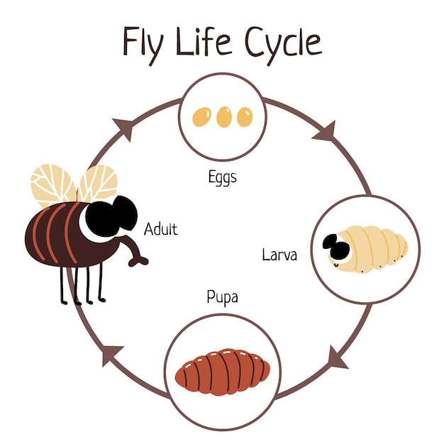 Hand drawn fly life cycle