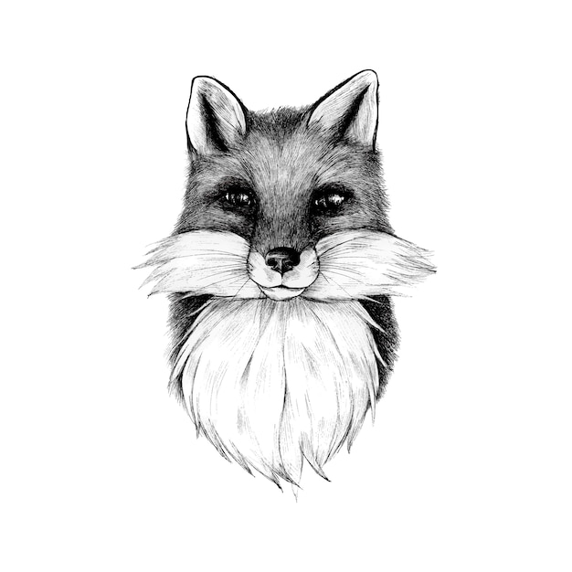 Hand drawn fox isolated on white background