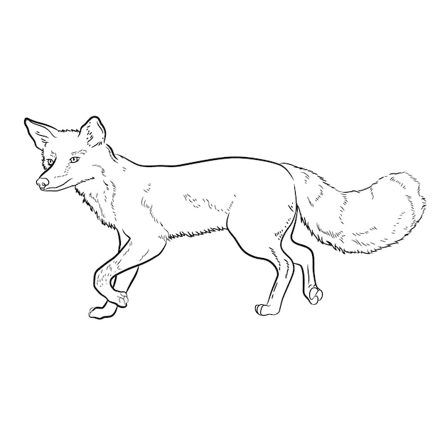 Hand drawn fox outline illustration