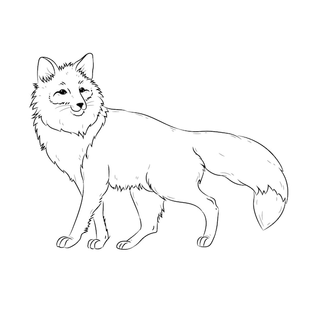 Hand drawn fox outline illustration