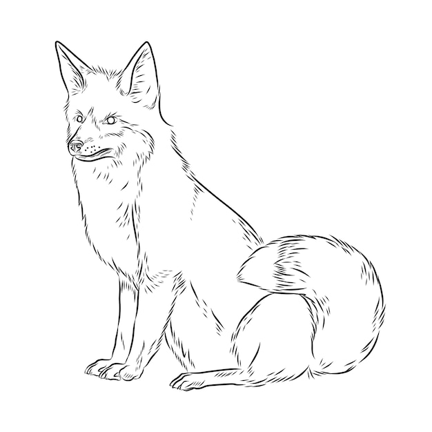 Hand drawn fox outline illustration