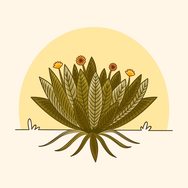 Hand drawn frailejon plant illustration