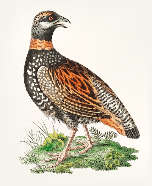 Free Vector hand drawn of francolin partridge