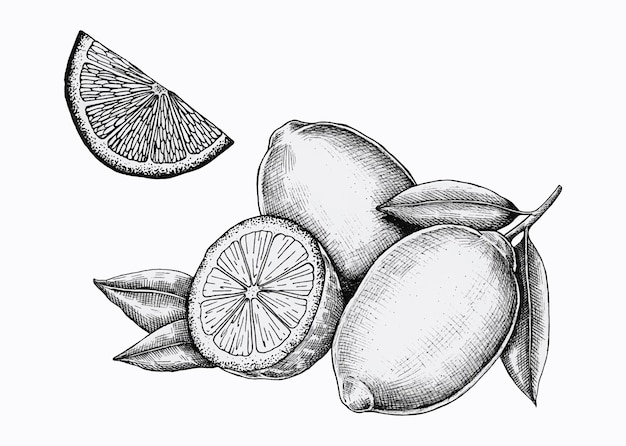 Free Vector hand drawn fresh lemons vector