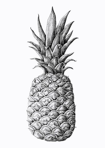 Free vector hand drawn fresh pineapple vector