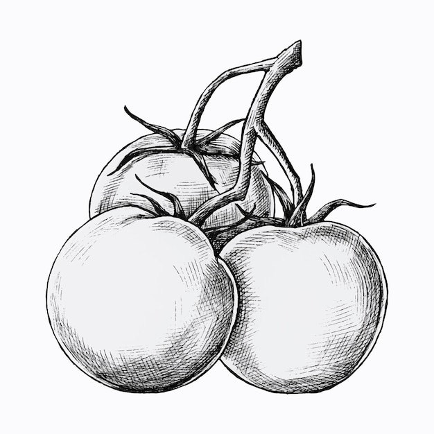 Free Vector hand drawn fresh tomatoes