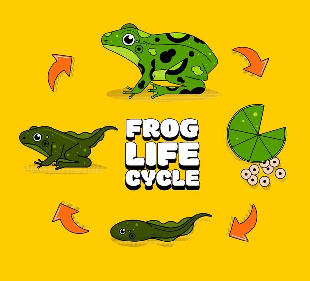 Hand drawn frog life cycle